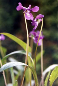 Viola yedoensis